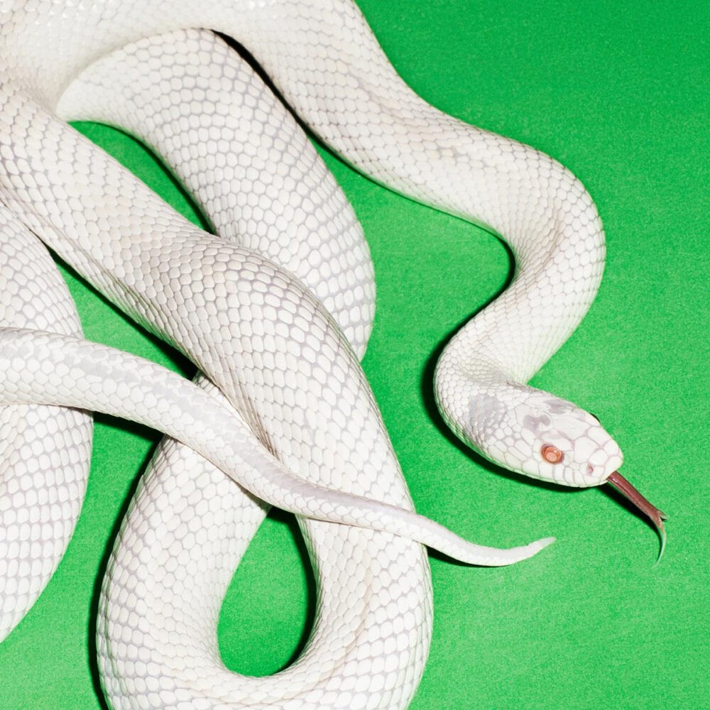 [Deftones] private music